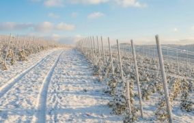 Stâlpi spalieri în Moldova — suport fiabil pentru plantațiile de viță-de-vie la preț avantajos